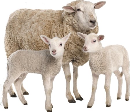 Ягненок на белом фоне