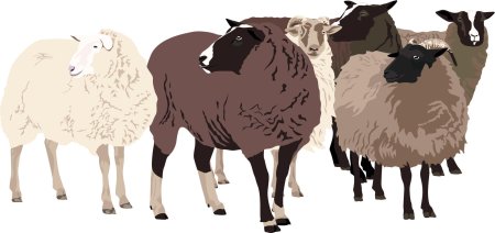 Стадо овец вектор