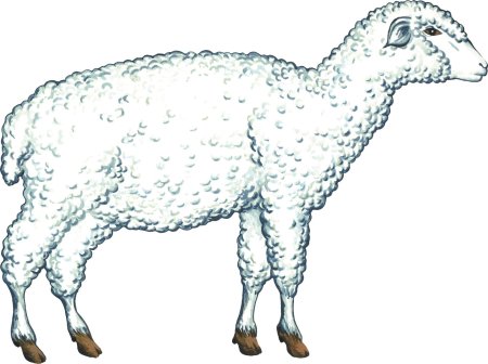 Овца на прозрачном фоне