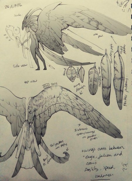 Анатомия крыла птицы