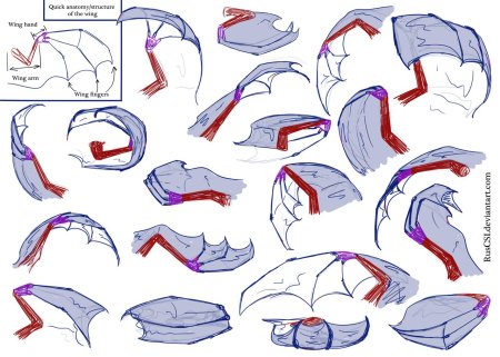 Крылья дракона референс сложенные
