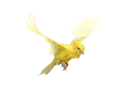 Канарейка желтая