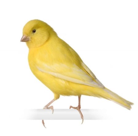 Желтобрюхий канареечный вьюрок