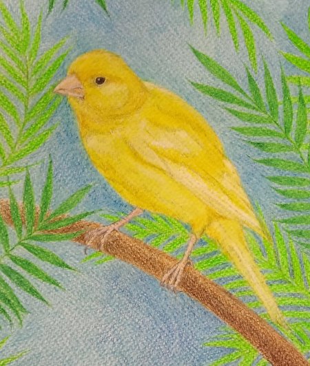 Бианки музыкальная канарейка