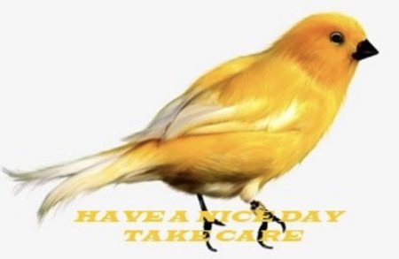 Желтая птичка канарейка