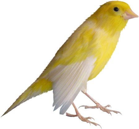 Канарейка на белом фоне