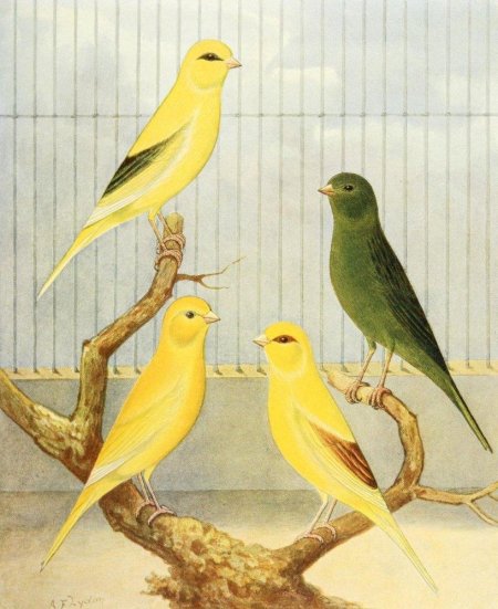 Канарейка бордер