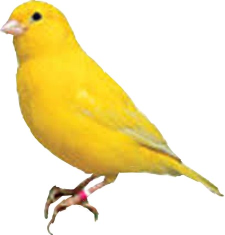 Канарейка кенар белая
