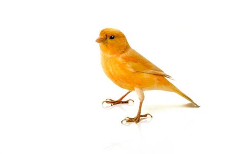 Канарейка оранжевая