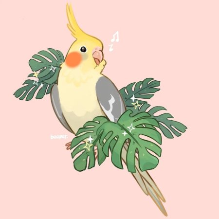 Корелла попугаи