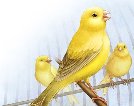 Бианки музыкальная канарейка