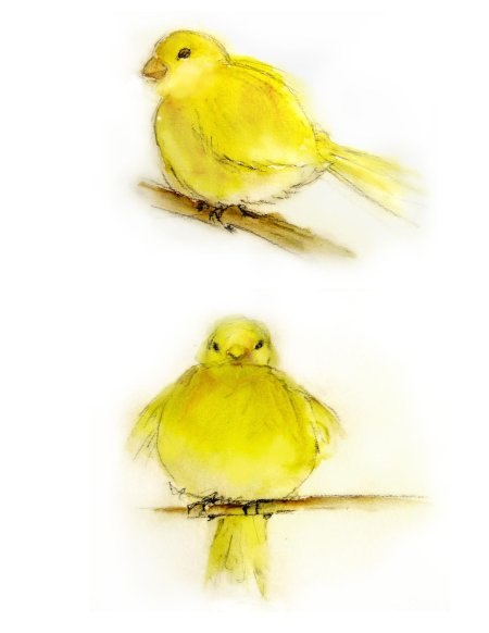 Бианки музыкальная канарейка