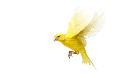 Желтая канарейка