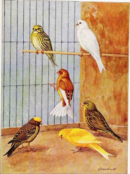 Певчая птичка канарейка