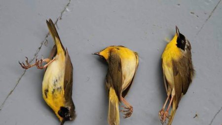 Желтогорлый певун (geothlypis trichas)