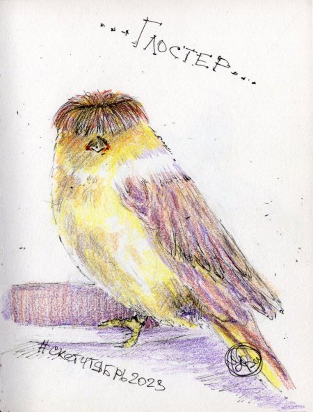 Глостер канарейка