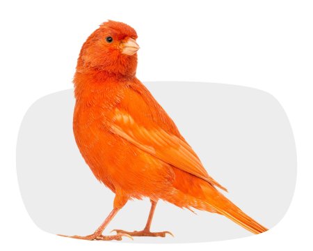 Красный интенсив канарейка