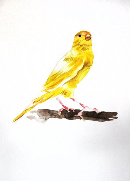 Бианки музыкальная канарейка