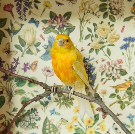 Канарейка в живописи