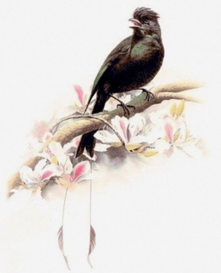 Птицы в гимпе