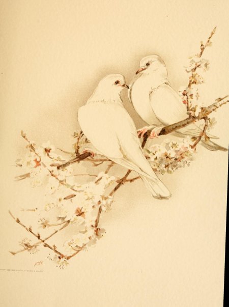 Свадебные голуби рисунок