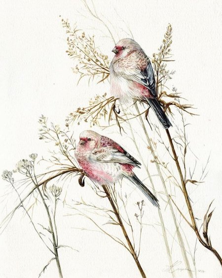 Урагус щегол