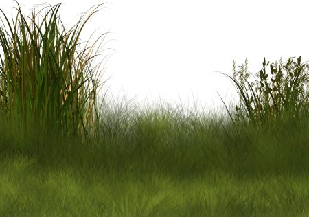 Трава для фотошопа на прозрачном фоне