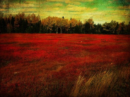 Кровавые поля