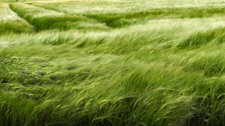 Трава на ветру