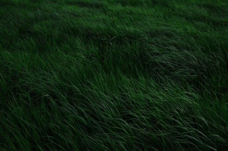 Текстура трава
