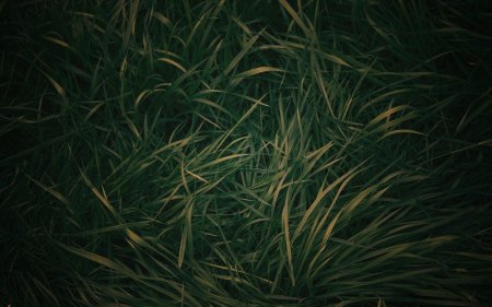 Темная трава