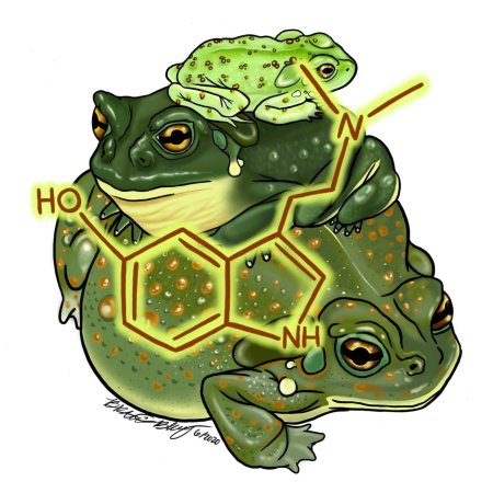 Буфотенин жаба