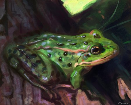 Жаба лягушка