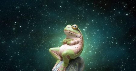 Космическая лягушка