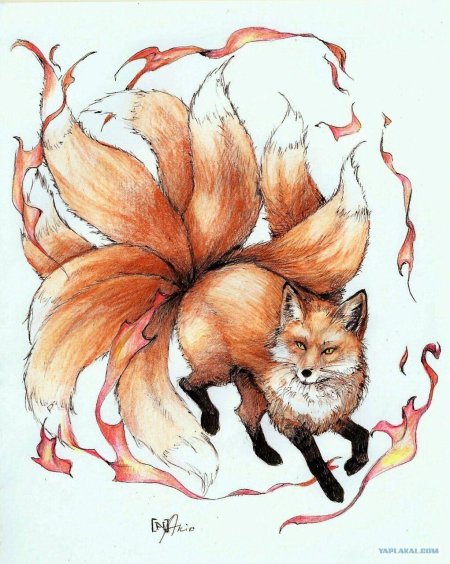Цикуне девятихвостый лис