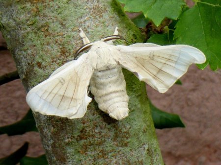 Тутовый шелкопряд бабочка