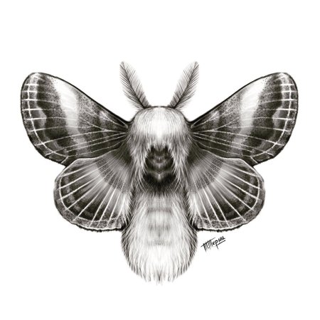 Бабочка шелкопряд