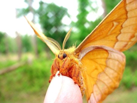 Тутовый шелкопряд бабочка