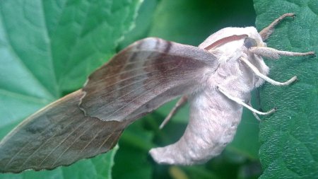 Тутовый шелкопряд бабочка