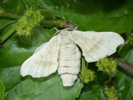 Тутовый шелкопряд бабочка