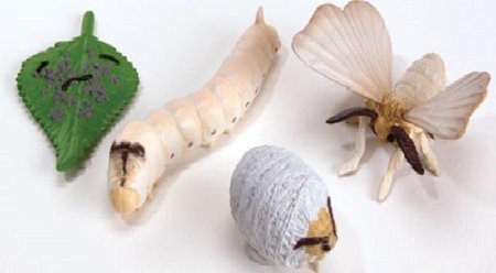 Тутовый шелкопряд гусеница