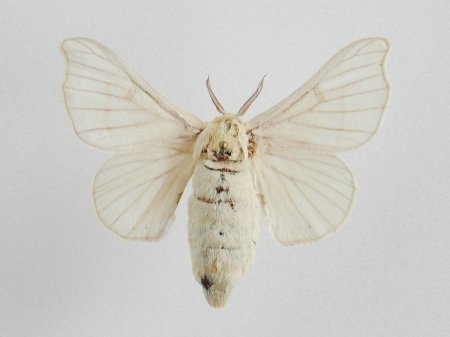 Тутовый шелкопряд бабочка