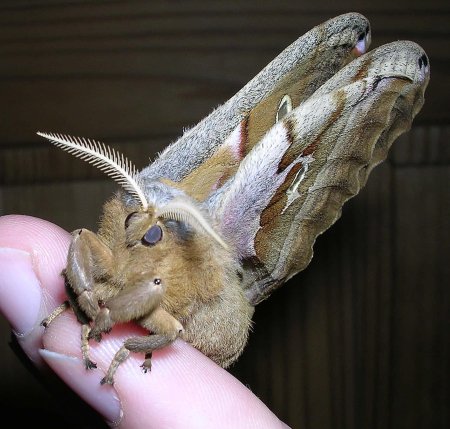 Сатурния полифема