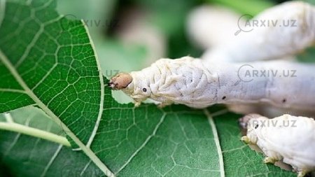 Тутовый шелкопряд гусеница