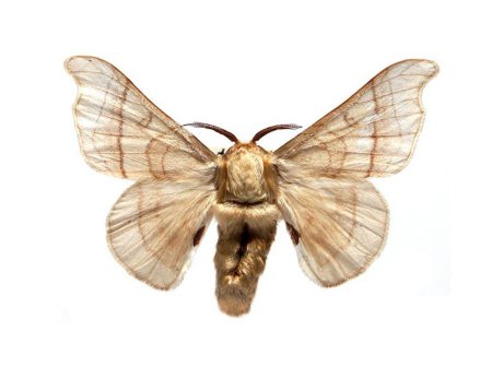 Тутовый шелкопряд бабочка