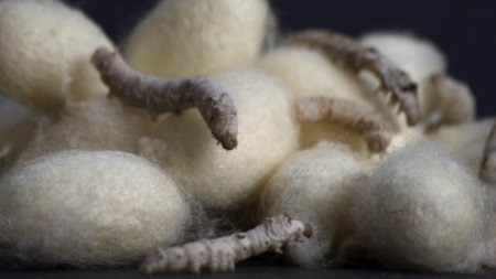 Тутовый шелкопряд кокон