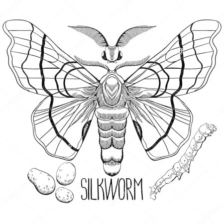 Кокон тутового шелкопряда вектор