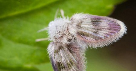Канализационная муха бабочница