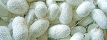 Кокон тутового шелкопряда