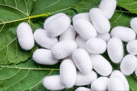 Тутовый шелкопряд кокон